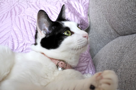 猫 首輪