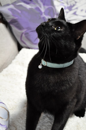 猫 首輪