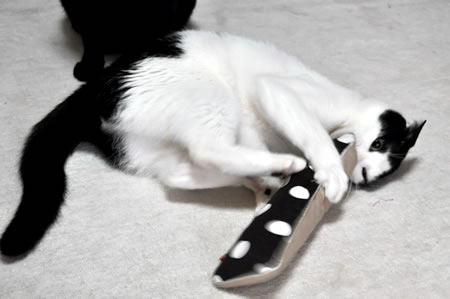 猫 キャットニップ おもちゃ