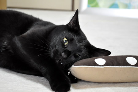 猫 キャットニップ おもちゃ