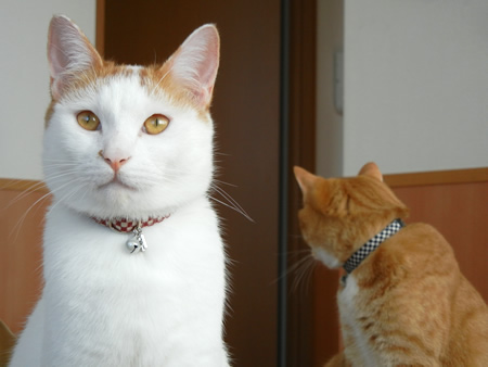 猫 首輪 和風