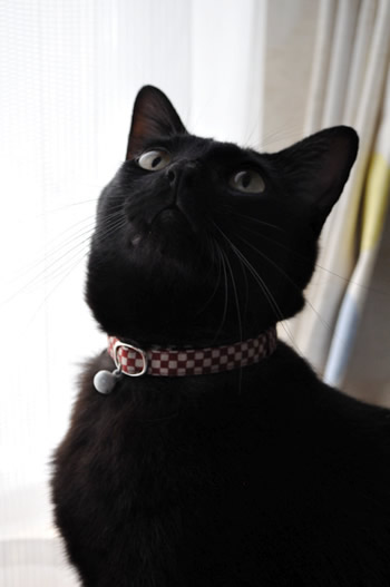 猫 首輪