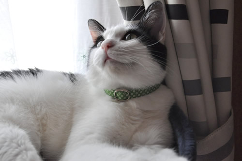 猫 首輪