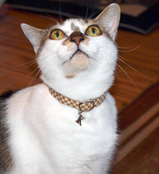 猫 首輪