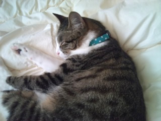 猫 首輪