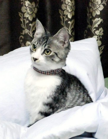 猫 首輪