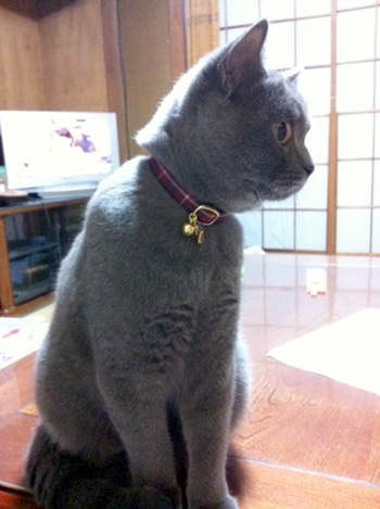 猫 首輪