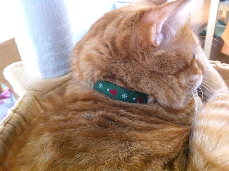 猫 首輪 クリスマス