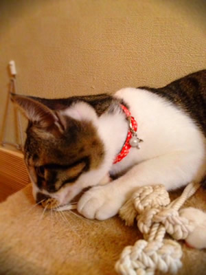 猫 首輪