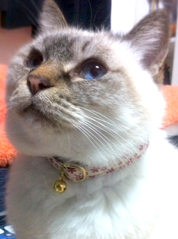 猫 首輪
