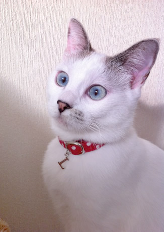 猫 首輪