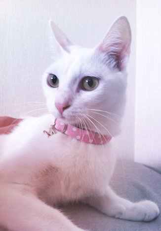 猫 首輪