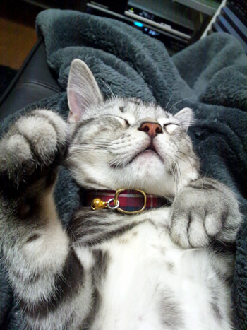 猫 首輪