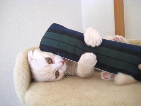 猫 おもちゃ