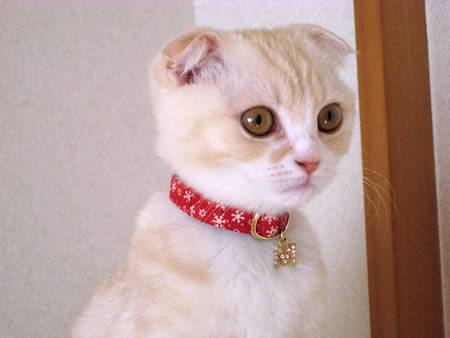 猫 首輪