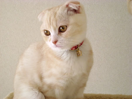 猫 首輪