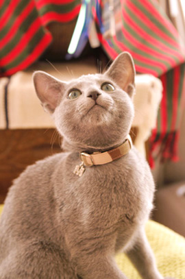 猫 首輪