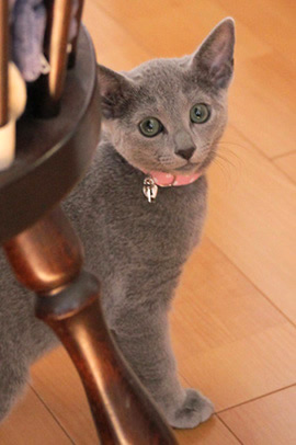 猫 首輪