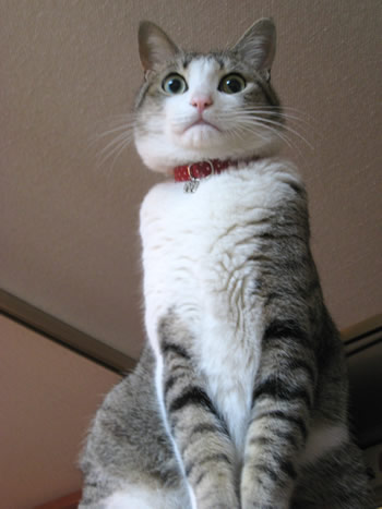 猫 首輪