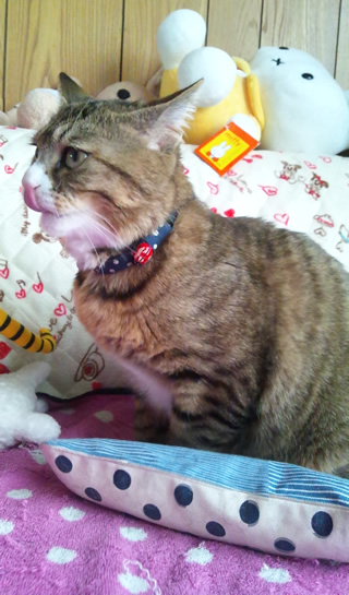 猫 首輪