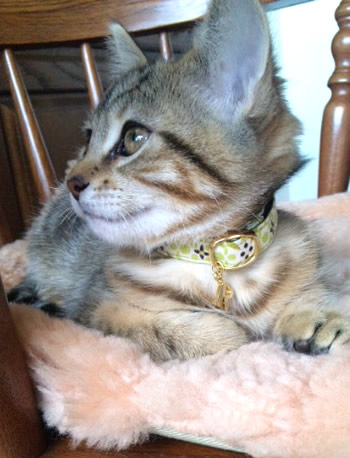 猫 首輪