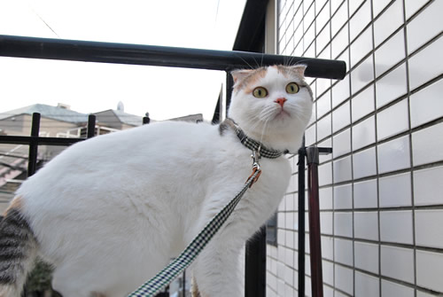 猫 リード 首輪