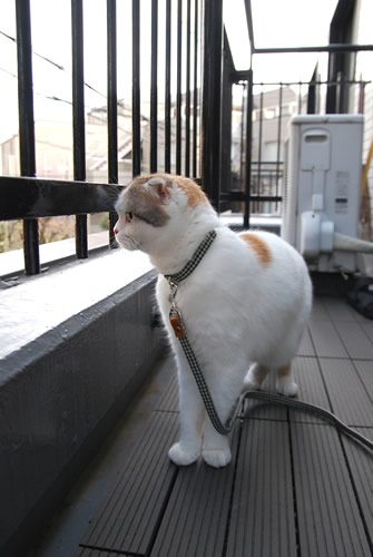 猫 リード 首輪