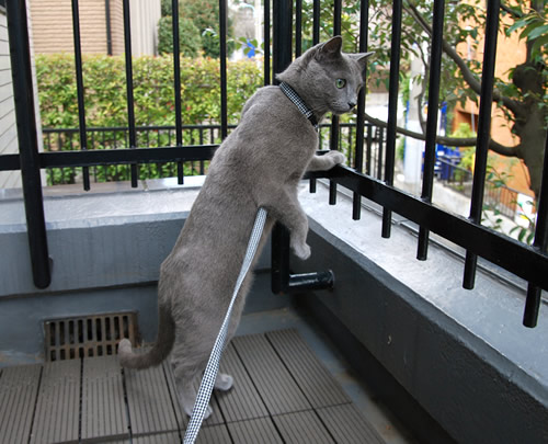 猫 リード 首輪