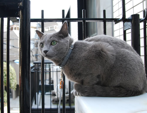 猫 リード 首輪