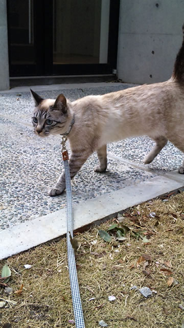 猫 リード 首輪