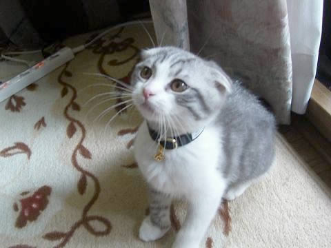 猫 首輪