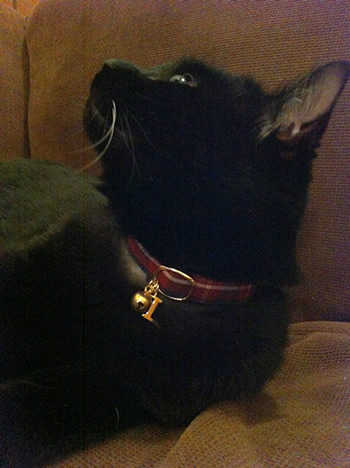 猫 首輪