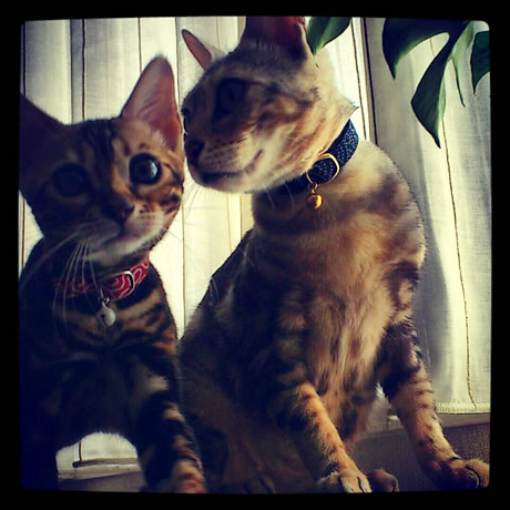 猫 首輪