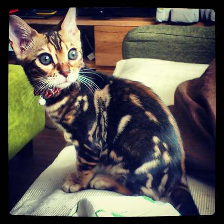 猫 首輪