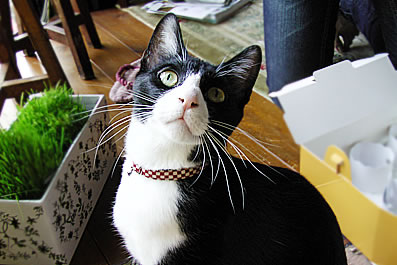 猫 首輪