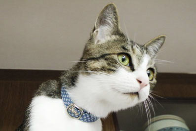 猫 首輪