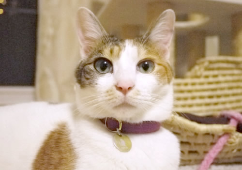 猫 首輪