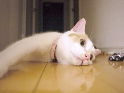 猫 首輪