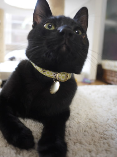 猫 首輪