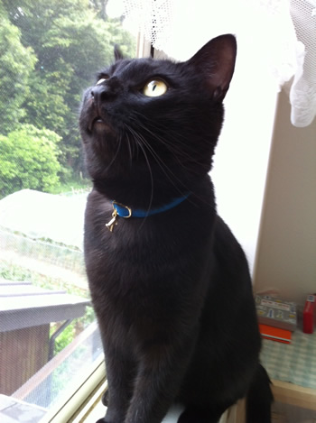 猫 首輪