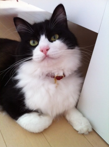 猫 首輪