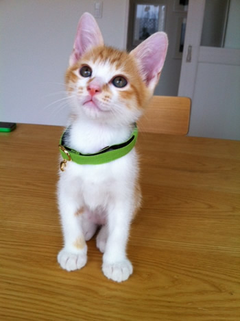 猫 首輪