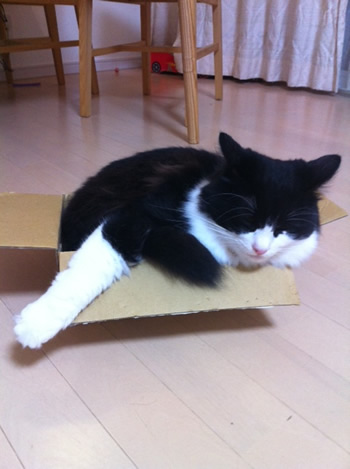 猫 首輪