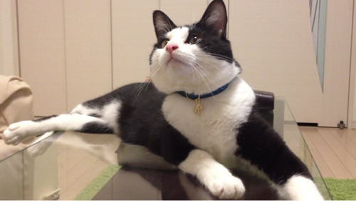 猫 首輪
