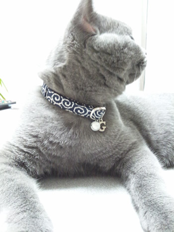 猫 首輪