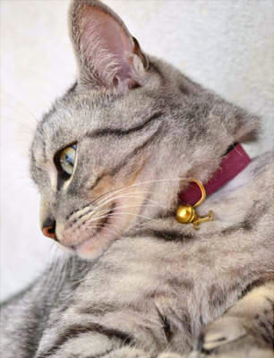 猫 首輪