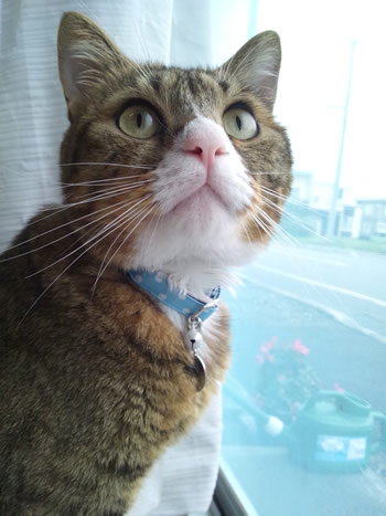 猫 首輪
