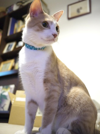 猫 首輪