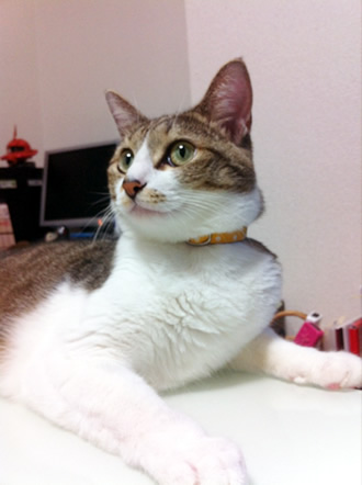 猫 首輪