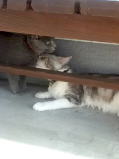 猫 首輪